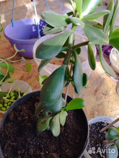 Комнатные растения цветы