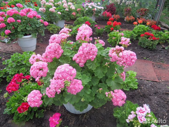 Пеларгония сортовая (герань)