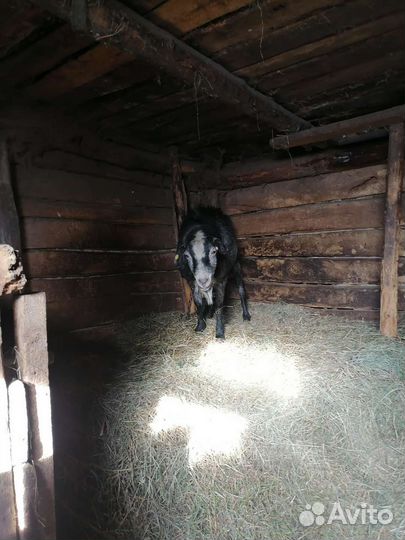 Коза и козел