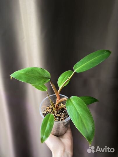 Филодендрон