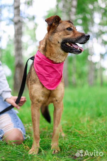 Небольшая ласковая собака Юла ищет дом