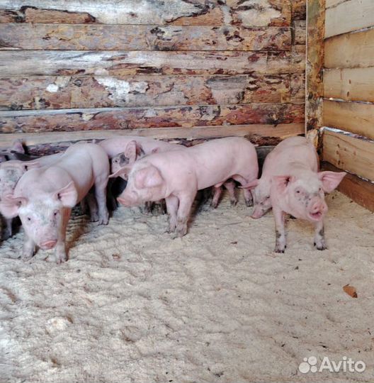 Поросята