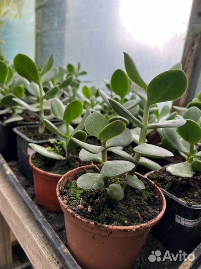 Денежное дерево толстянка