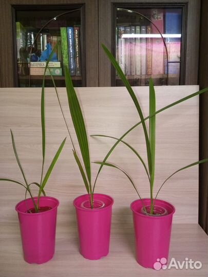 Комнатные растения (цветы) для дома и офиса