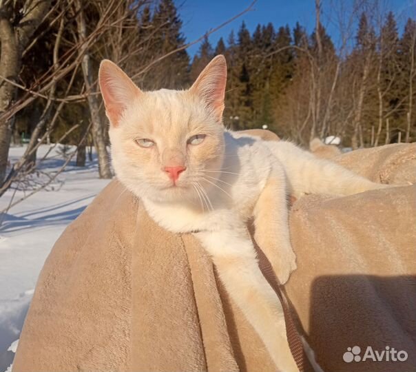 Кот подросток редпоинт