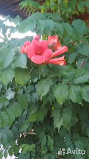 Кампсис лиана