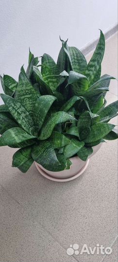 Сансевиерия