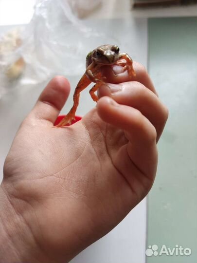 2 травяные лягушки