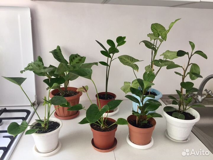 Комнатные растения