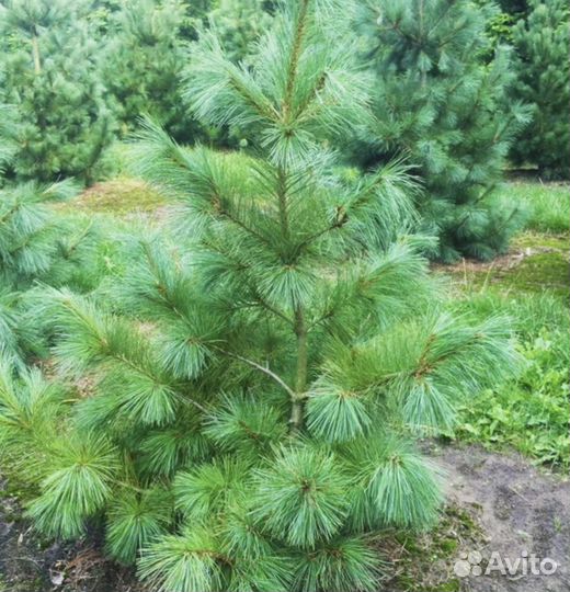 Сосна Веймутова