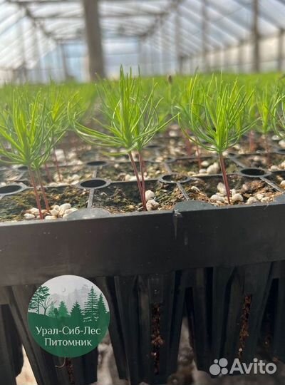 Зкс и окс Сосна Ель Лиственница сеянцы Голуб горн
