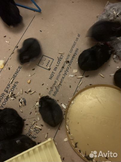 Хомячки джунгарики 1 -2 месяца