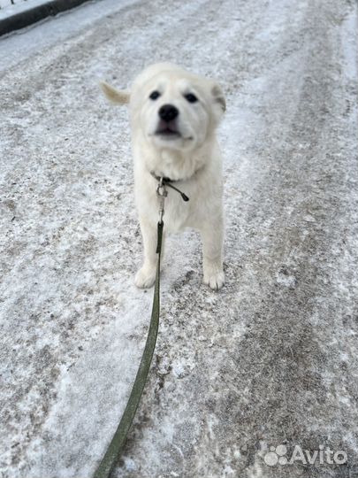 Щенок в добрые руки