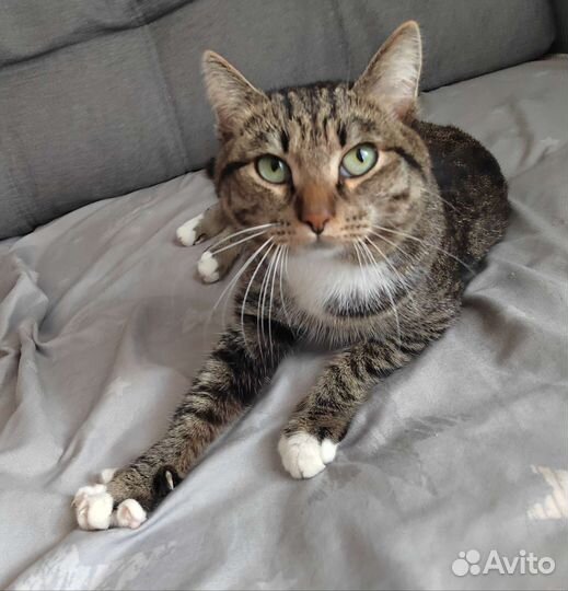 Котик в добрые руки