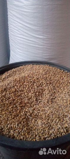 Солод светлый из пивоваренного двухрядного ячменя