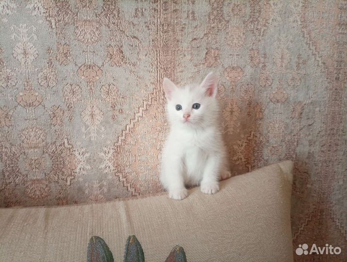 Котята в добрые руки приучены к лотку