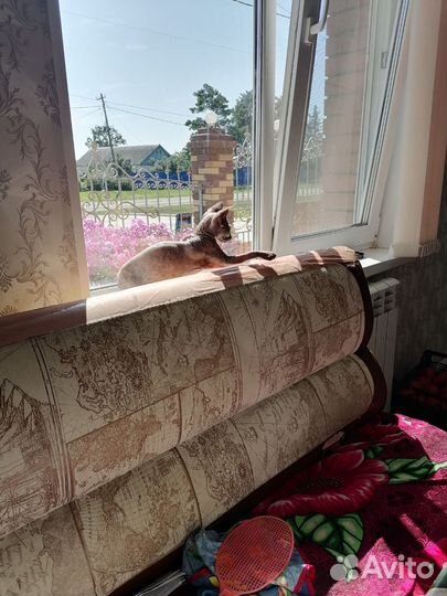 Кошка донской сфинкс 1год4 месяца