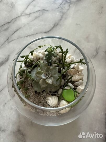 Композиция суккулентов