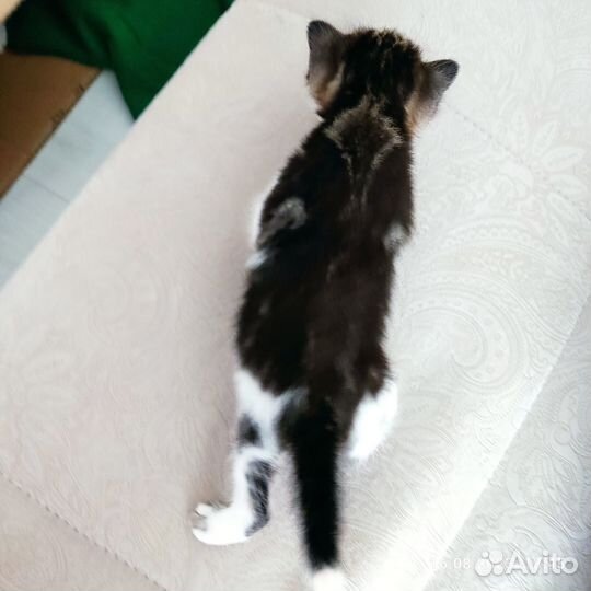 Трехцветный котенок девочка в добрые руки