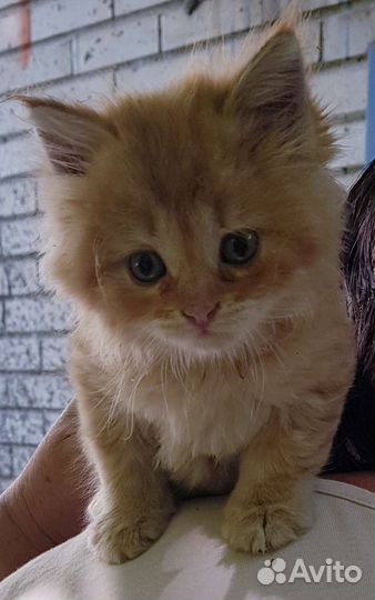 Рыжий котенок в добрые руки