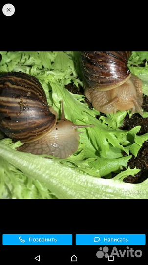 Улитки Ахатины