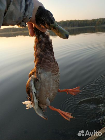 Лодка пвх с мотором