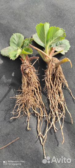 Саженцы клубники Альба, Азия