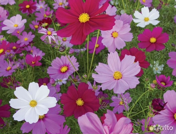 Многолетние садовые цветы космея