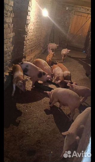 Поросята