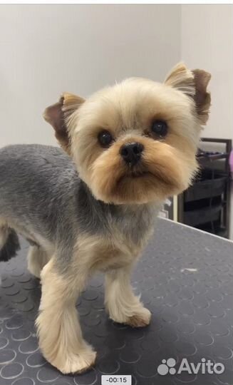 Стрижка, грумминг собак и кошек