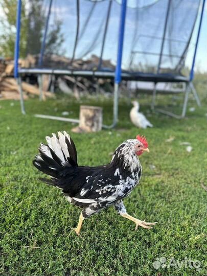 Цыплята леггорн далматинец