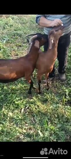 Коза нубийская, чешская