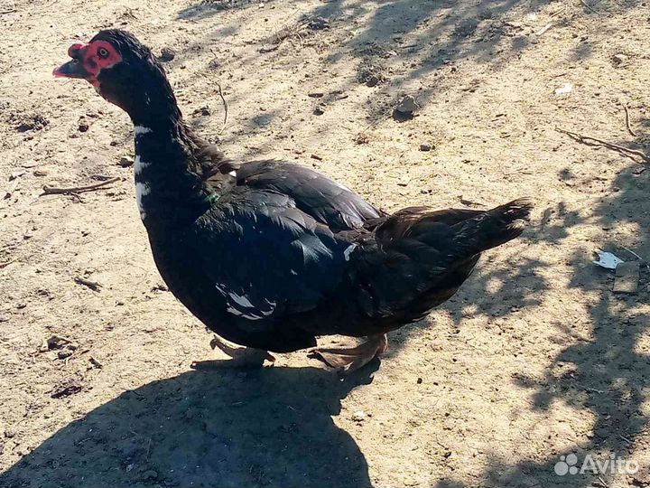 Утки селезени