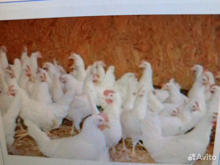 Куры несушки