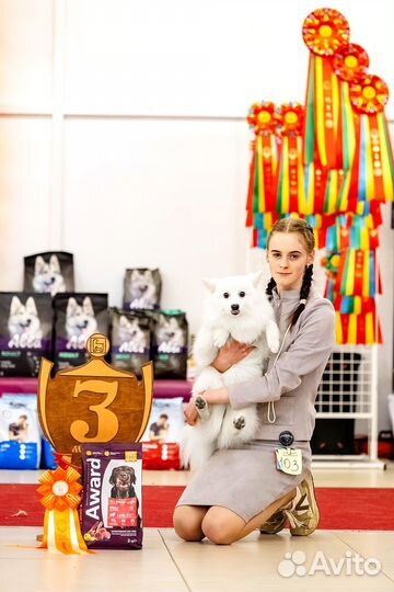 Хендлер, выставки собак, дрессировка