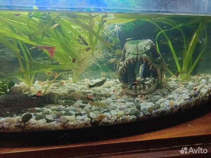 Рыбки+аквариум