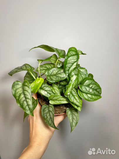 Монстера Сильтепекана