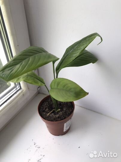 Спатифиллум