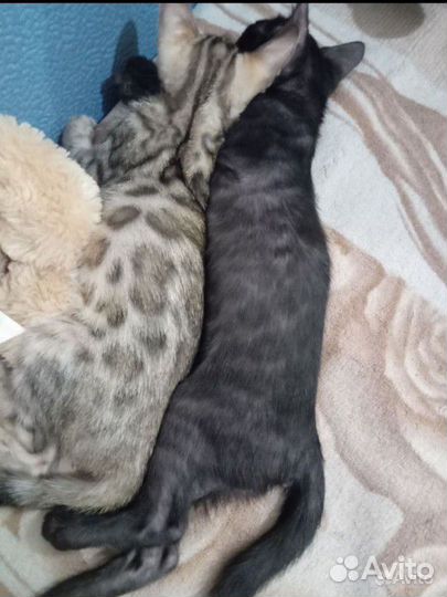 Бенгальские котята