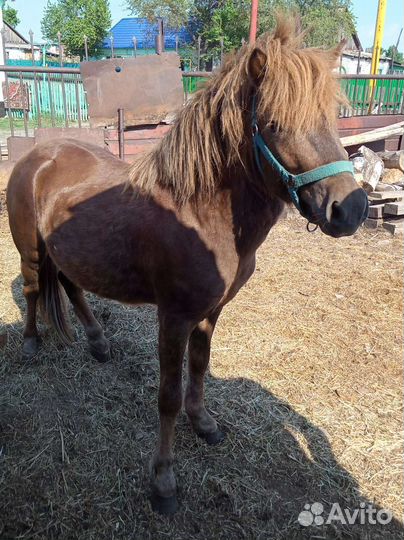 Пони клеппер