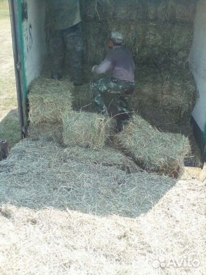 Сено луговое в тюках