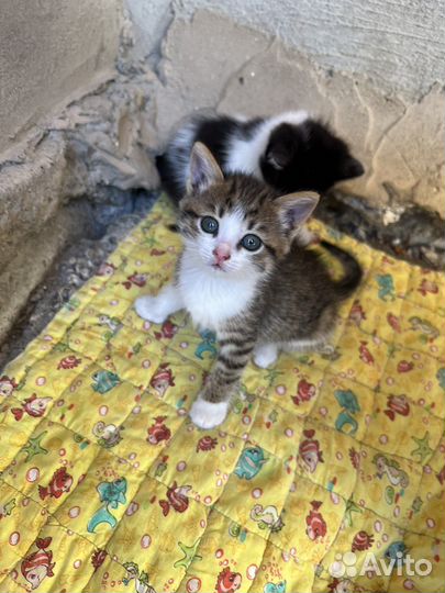 Котёнок бесплатно
