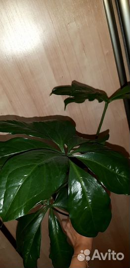 Антуриум пентафиллум/Anthurium pentaphyllum