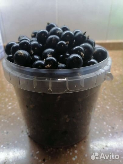 Черная смородина ягода
