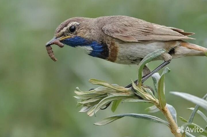 Корм насекомоядных птиц