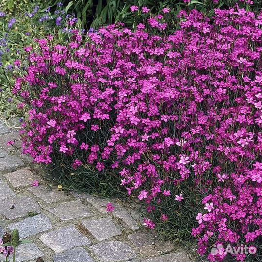 Гвоздика травянка, почвопокровник