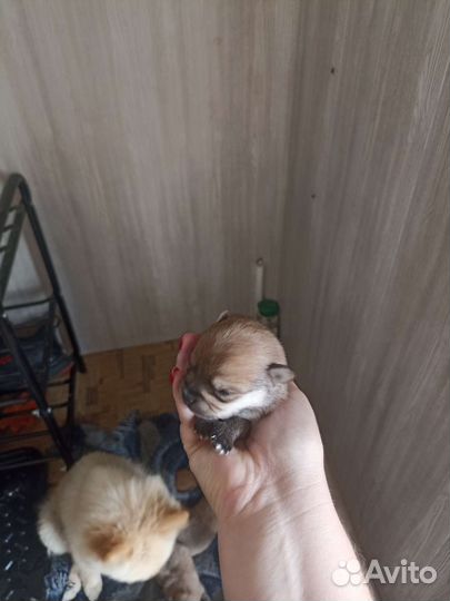 Щенки шпица мини