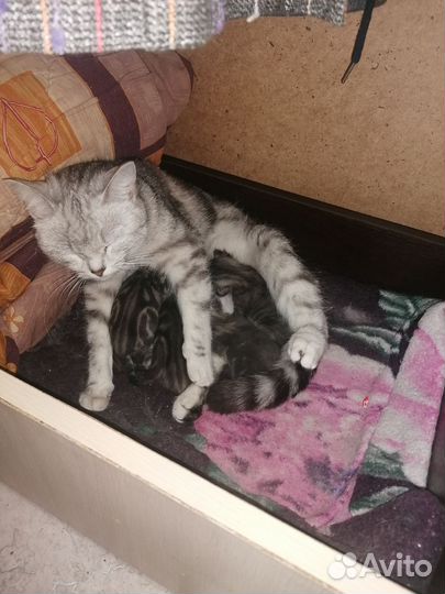Британские котята