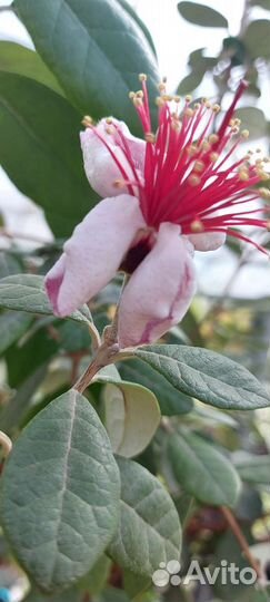 Фейхуа, фейхоа плодовая экзотика