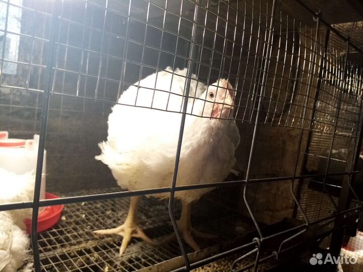 Мясо домашнего бройлера